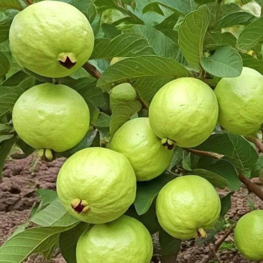 Guava